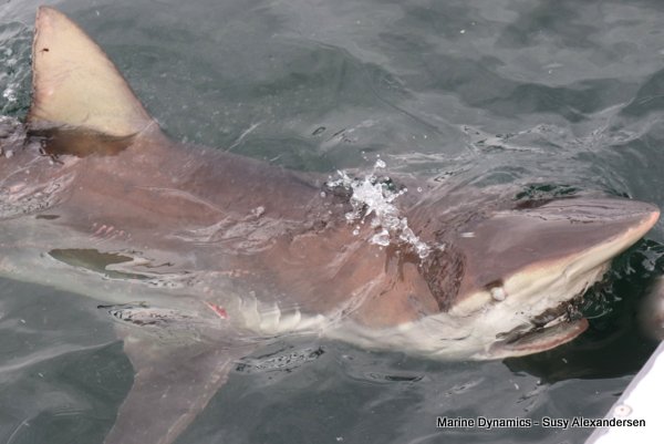 Bronze whaler shark, South Africa