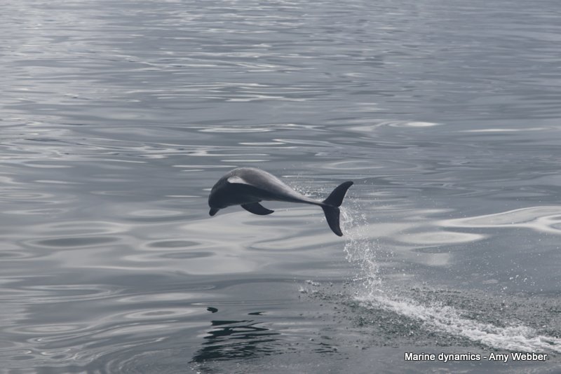Bottlenose dolphin, South Africa