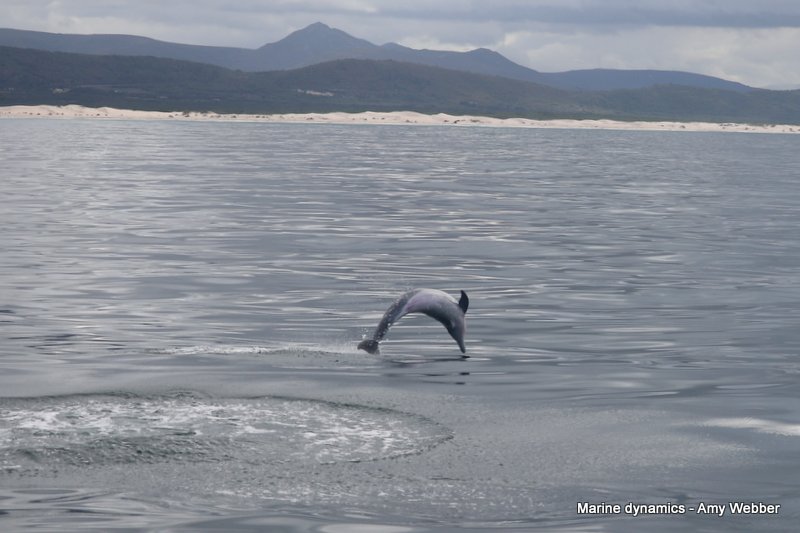 Bottlenose dolphin, South Africa