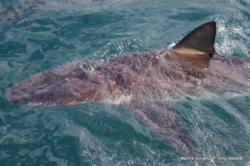 Bronze whaler shark, South Africa