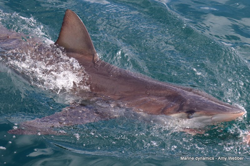 Bronze whaler shark, South Africa