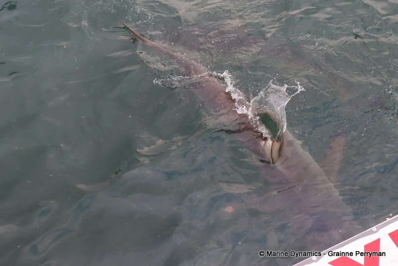Bronze whaler sharks, South Africa