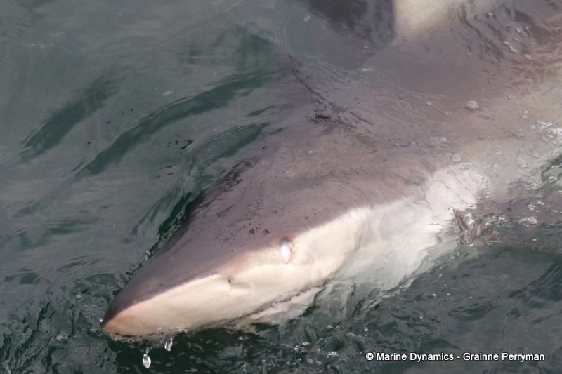 Bronze whaler sharks, South Africa