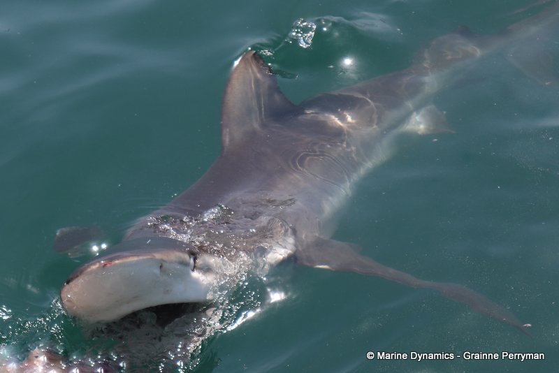 Bronze whaler shark, South Africa