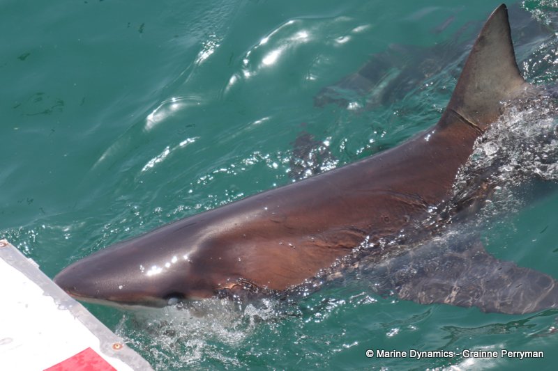 Bronze whaler shark, South Africa