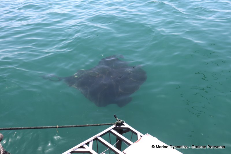 Shark Cage Diving, South Africa