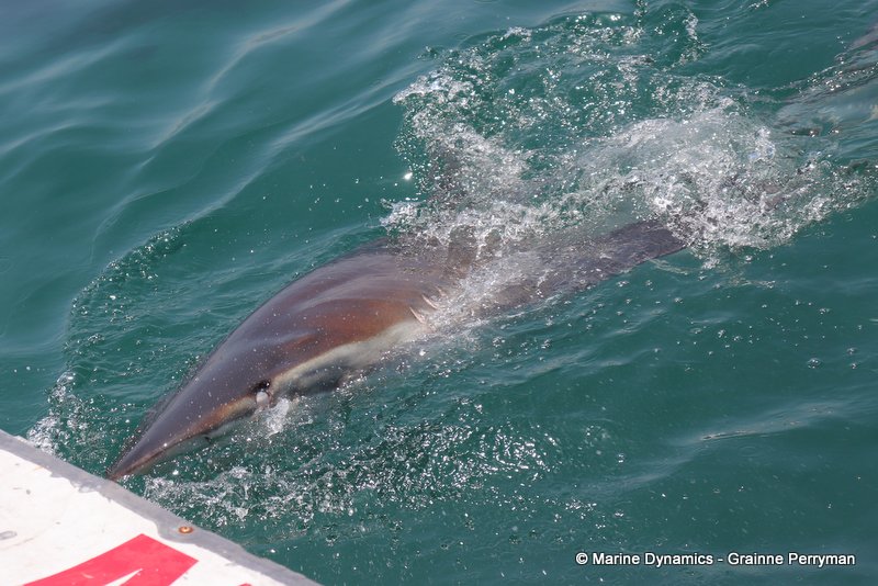Bronze whaler shark, South Africa
