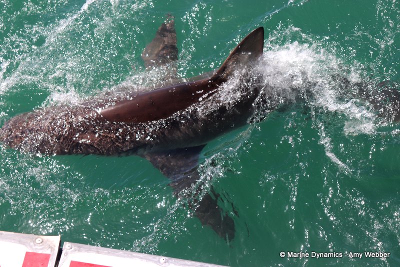 Bronze whaler shark, South Africa