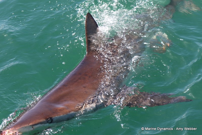 Bronze whaler shark, South Africa