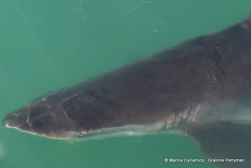Bronze whaler sharks, South Africa