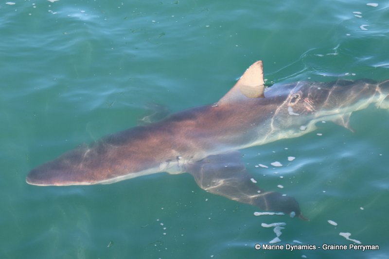 Bronze whaler sharks, South Africa