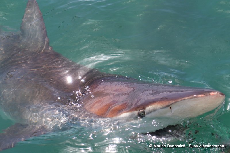 Bronze whaler shark, South Africa