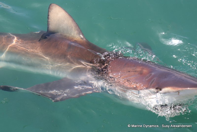 Bronze whaler shark, South Africa