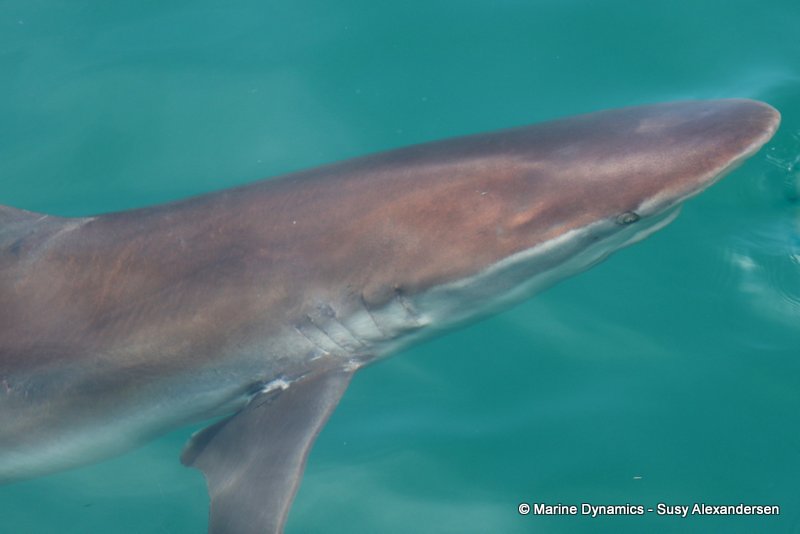 Bronze whaler shark, South Africa