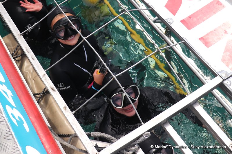 Shark Cage Diving, South Africa