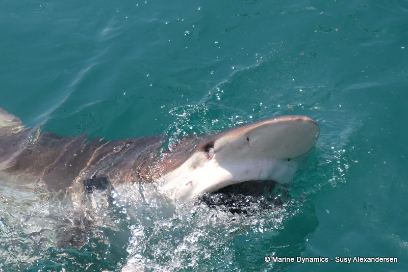 Bronze whaler shark, South Africa