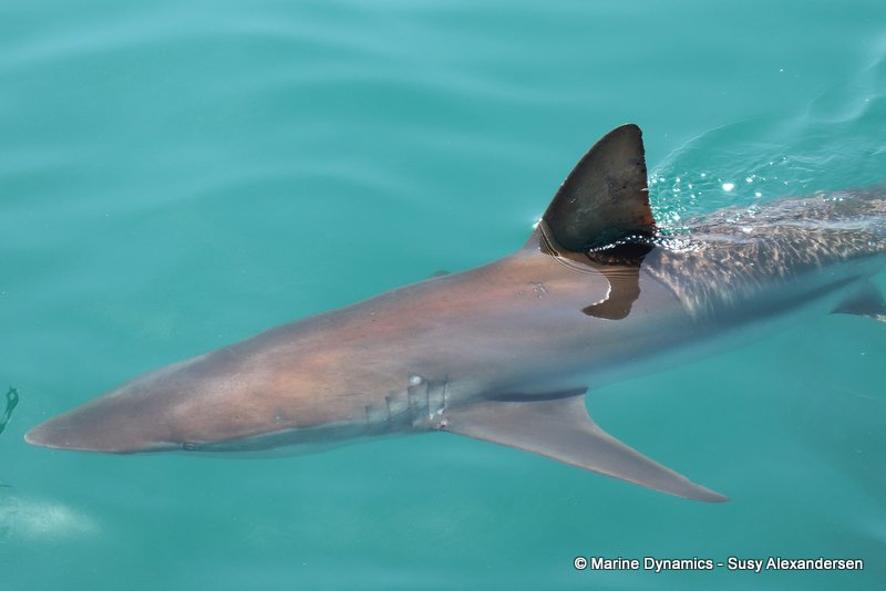 Bronze whaler shark, South Africa