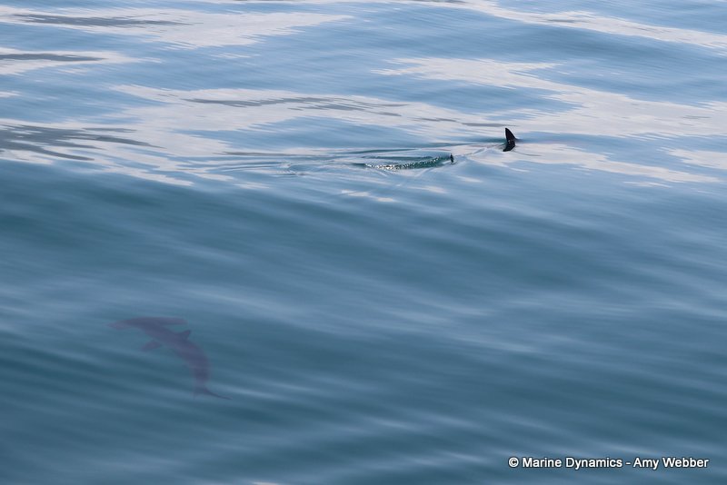 Shark Cage Diving, South Africa