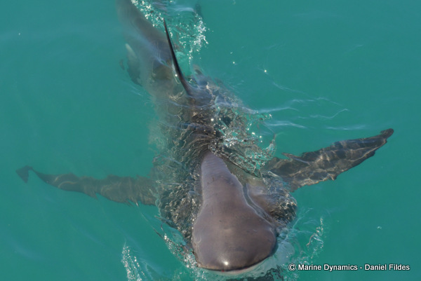 Bronze whaler, Gansbaai, South Africa