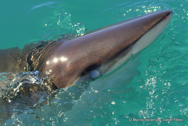Bronze whaler shark gansbaai south africa