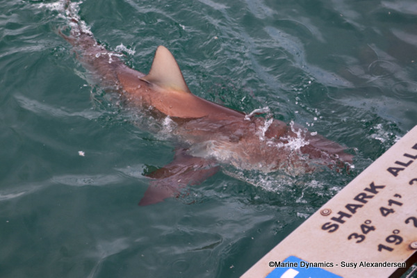 Bronze whaler shark