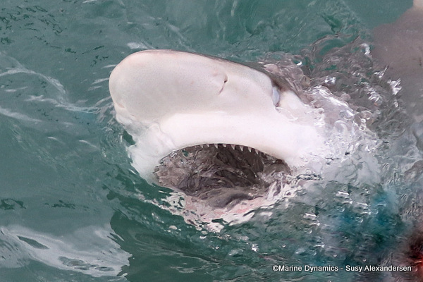 Bronze whaler shark