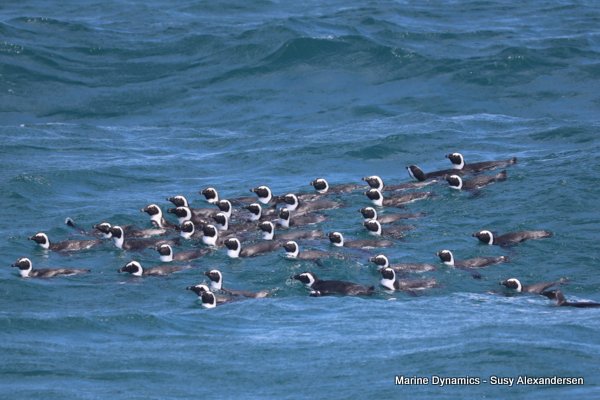 African Penguins, Shark cage diving, Gansbaai, Western Cape