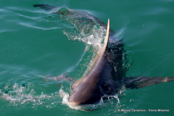 Bronze Whaler shark, South Africa
