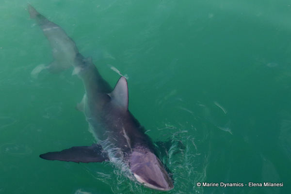 Bronze whaler shark, South Africa 