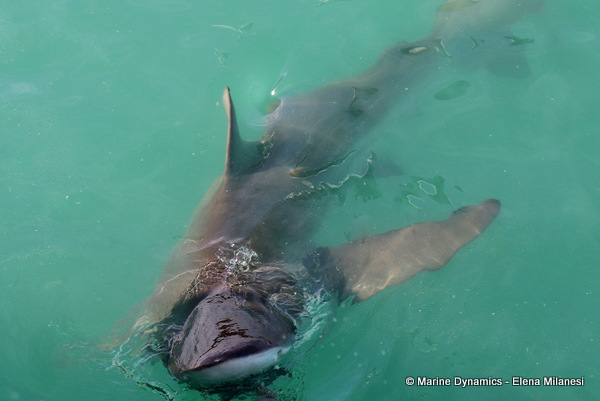 Bronze whaler shark, South Africa 