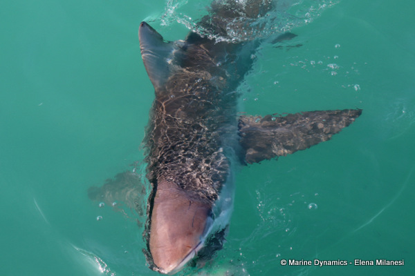 Bronze whaler shark, South Africa 
