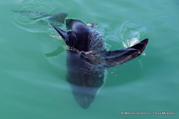 Great White shark, South Africa 