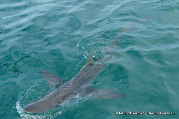 Bronze whaler shark, South Africa