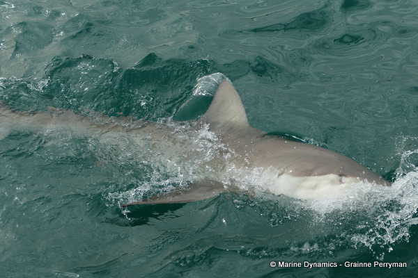 Bronze whaler shark, South Africa