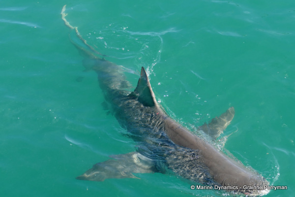 Bronze whaler shark, South Africa