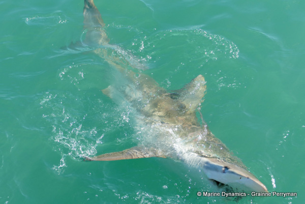 Bronze whaler shark, South Africa