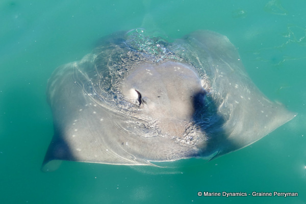Short-tail stingray, South Africa