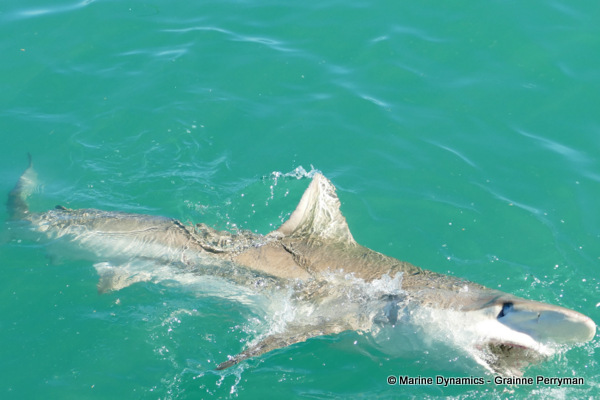 Bronze whaler shark, South Africa