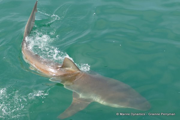 Bronze whaler shark, South Africa