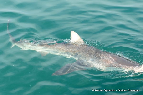 Bronze whaler shark, South Africa