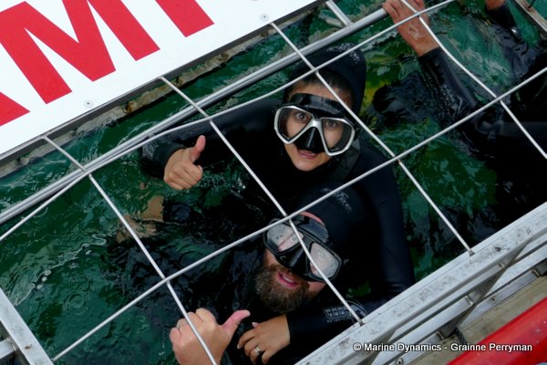 Shark cage diving, South Africa