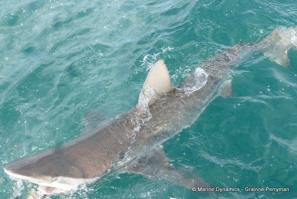 Bronze whaler shark, South Africa