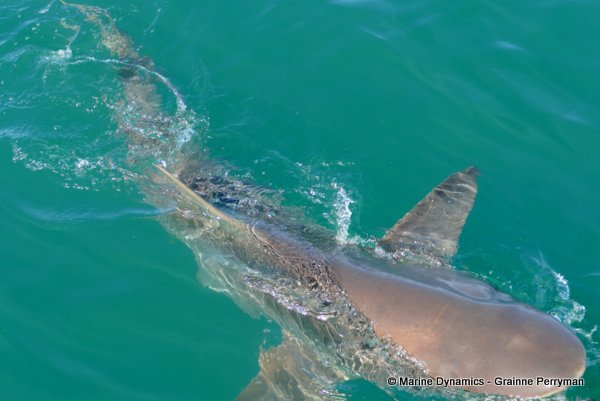 Bronze whaler shark, South Africa
