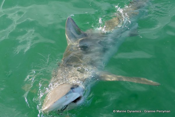 Bronze whaler shark, South Africa