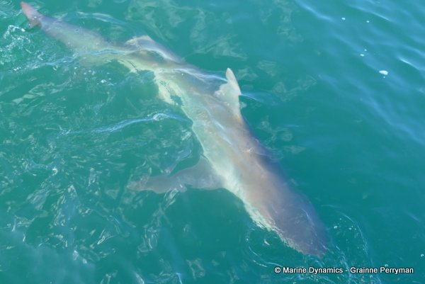 Bronze whaler shark, South Africa