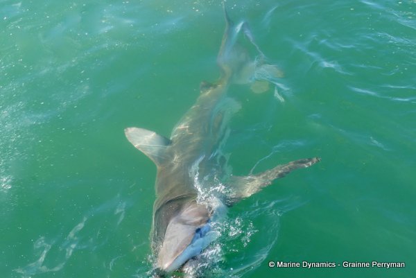 Bronze whaler shark, South Africa