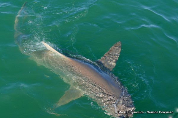 Bronze whaler shark, South Africa