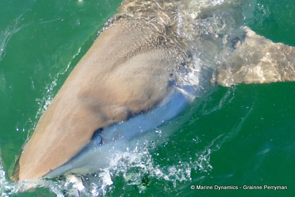 Bronze whaler shark, South Africa