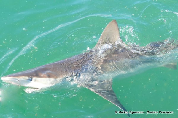Bronze whaler shark, South Africa