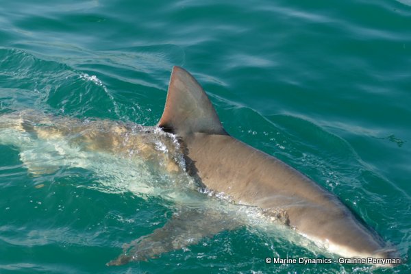 Bronze whaler shark, South Africa